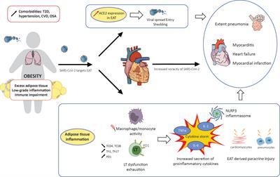 COVID-19 and Obesity: Role of Ectopic Visceral and Epicardial Adipose Tissues in Myocardial Injury